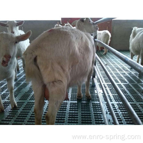 Plastic Slatted Floor On Goat Farm